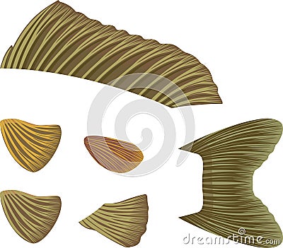Different types fish fins isolated on white background. Vector Illustration
